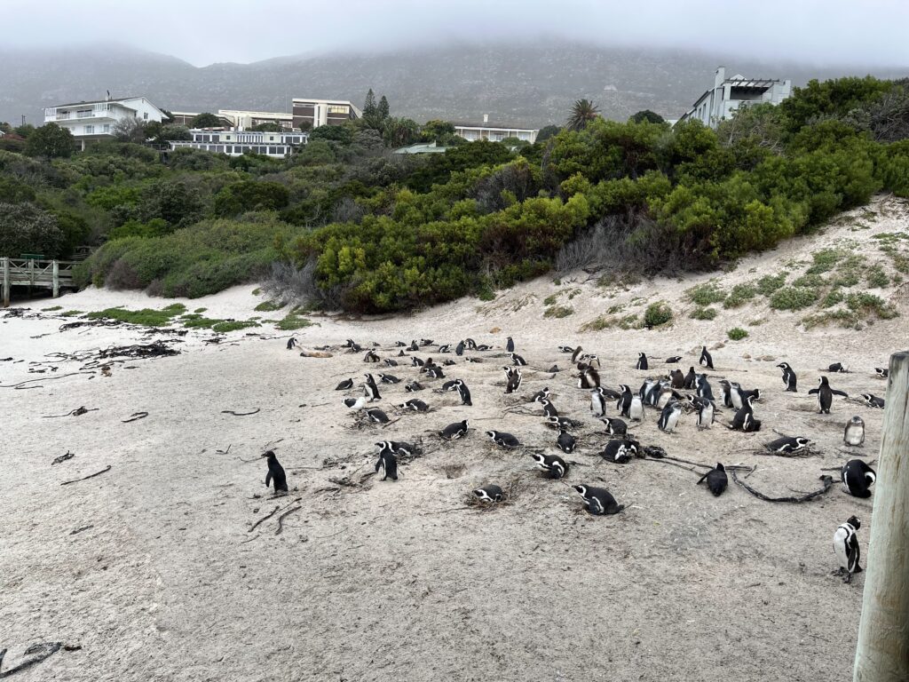 Boulders Beach