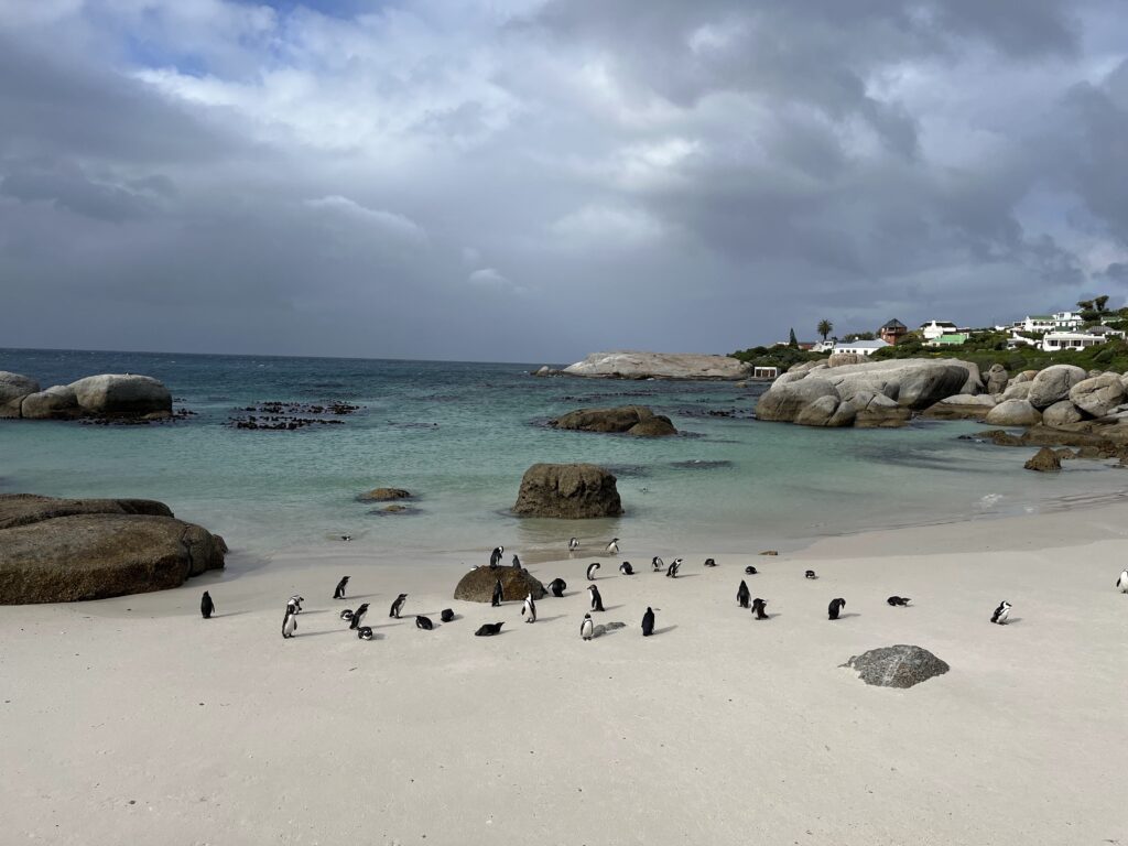 Gardem Route Pinguins